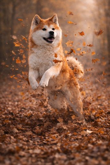 Akita Inu Running Through Autumn Leaves Burst Wallpaper