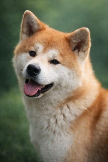 Akita Inu Close-Up Happy Portrait with Soft Green Background
