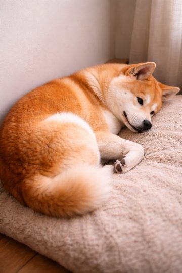 Akita Inu Curled Asymmetry Cozy Indoor Resting Scene