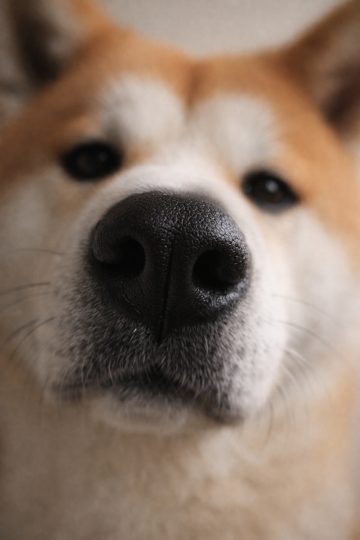 Akita Inu Extreme Nose Close-Up Macro Detail