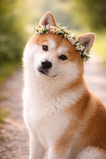 Akita Inu Flower Crown Portrait in Soft Natural Light