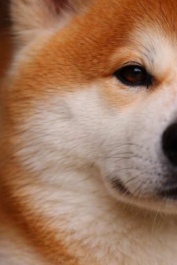 Akita Inu Fluffy Crop Eye Detail Close-Up