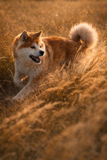 Akita Inu Running Through Golden Field at Warm Sunset Wallpaper