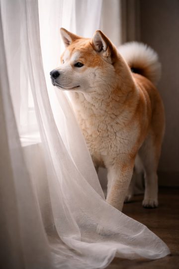 Akita Inu by Sheer Curtain in Soft Window Light Wallpaper