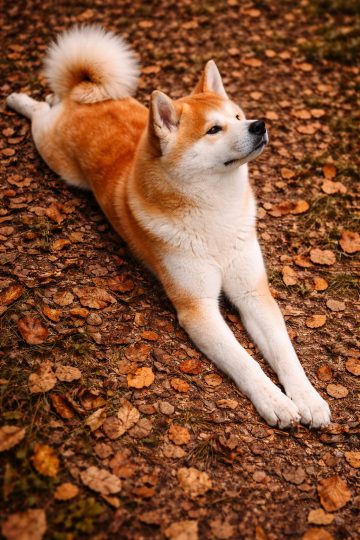 Akita Inu Lying Side Stretch on Autumn Leaf Ground