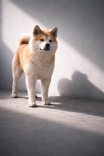 Akita Inu in Minimal Grey Studio with Diagonal Light Shadow Wallpaper