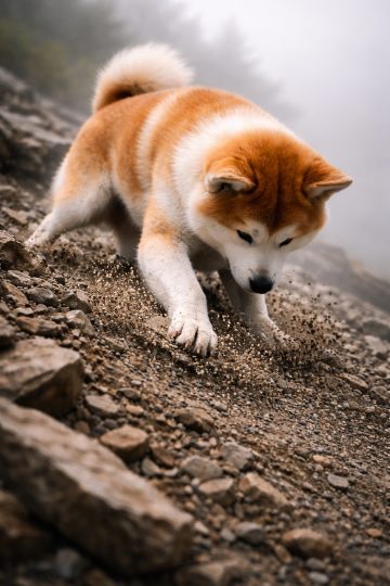 Akita Inu Descending Rocky Ridge in Mountain Mist Wallpaper