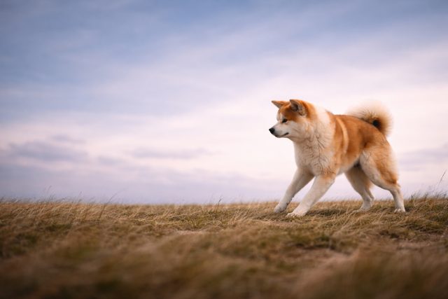 Akita Inu Walking Across Open Plain Horizon Wide Landscape Wallpaper