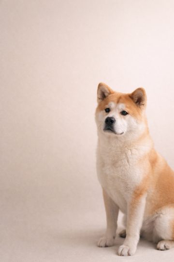 Akita Inu Minimal Portrait on Pastel Background
