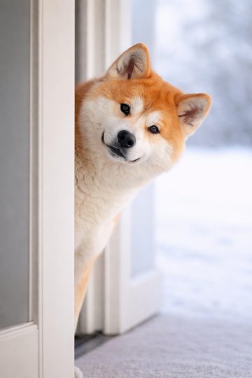 Akita Inu Peek Through Frame Curious Expression