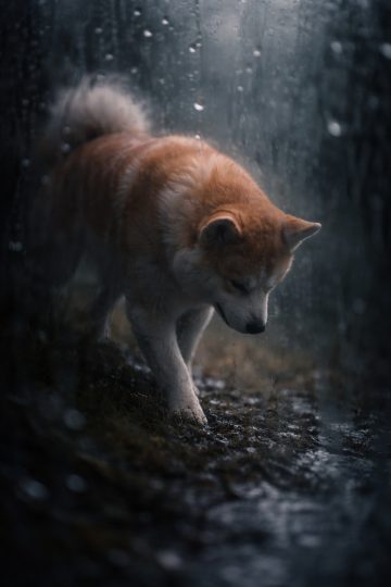 Akita Inu Walking Through Rainy Forest Atmosphere Wallpaper
