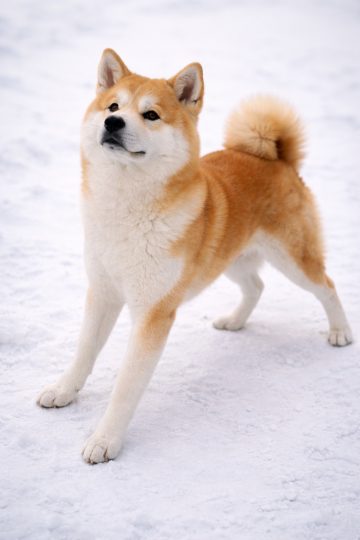 Akita Inu Rear Leg Tension Strong Stance in Snow