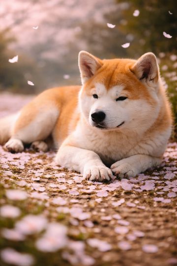 Akita Inu Resting on Sakura Petals in Gentle Spring Scene Wallpaper