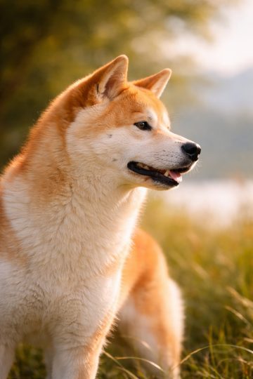 Akita Inu Side Profile Close-Up in Warm Sunlight