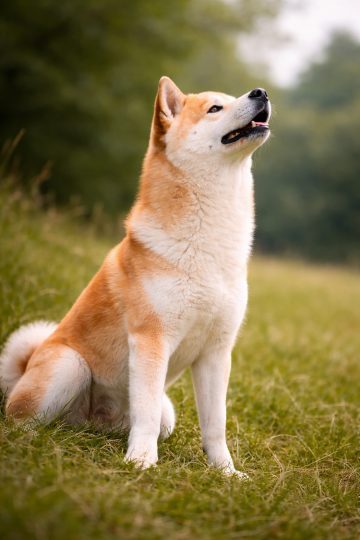 Akita Inu Sitting Looking Up Curious Expression Outdoor