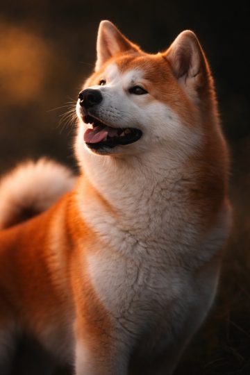 Akita Inu Smile Portrait in Golden Hour Light