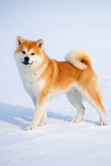 Akita Inu Snow Clean Minimal Portrait