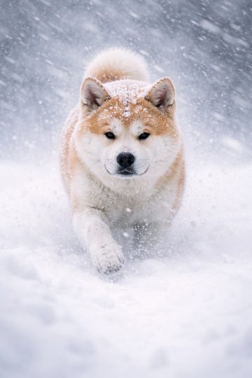 Akita Inu Running Through Snow Wind Motion Wallpaper