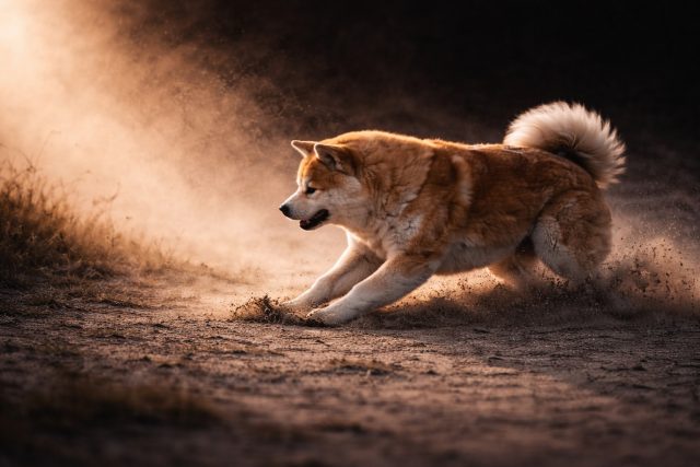 Akita Inu Running in Sunset Backlight with Dust Motion Wallpaper