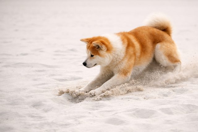 Akita Inu Running Across White Sand with Light Motion Wallpaper