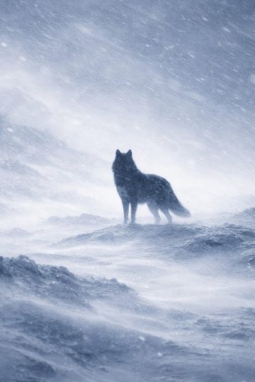 Arctic Wolf Standing in Windy Snowstorm Wallpaper