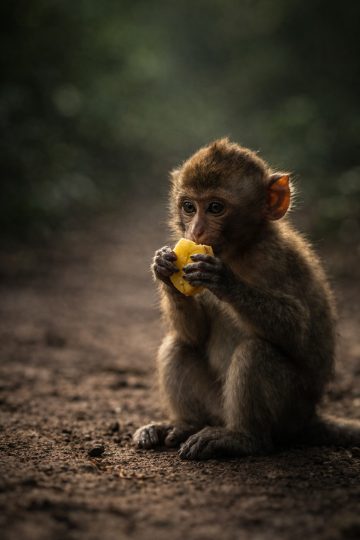 Baby Monkey Eating Fruit Wallpaper