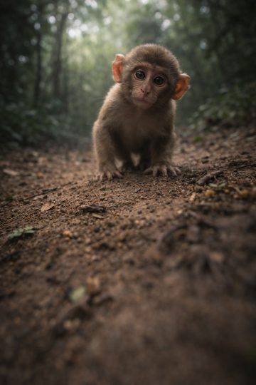 Baby Monkey Low Angle Forest Perspective Wallpaper
