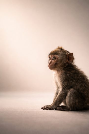 Minimal Baby Monkey Side Profile Wallpaper