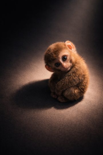 Baby Monkey Warm Spotlight Shadow Wallpaper