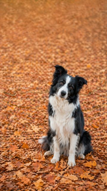 Border Collie Sitting Among Autumn Leaves with Curious Head Tilt Wallpaper