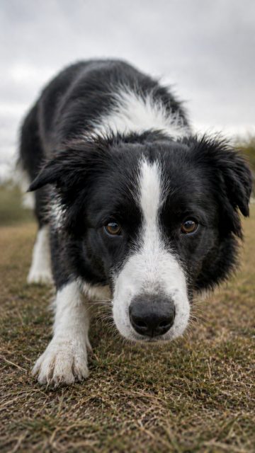 Border Collie Close-Up Low Angle Ground Approach Wallpaper