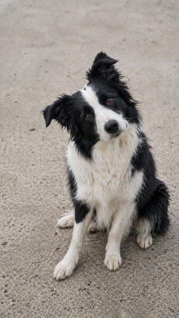 Border Collie Sitting on Concrete with Gentle Head Tilt Wallpaper