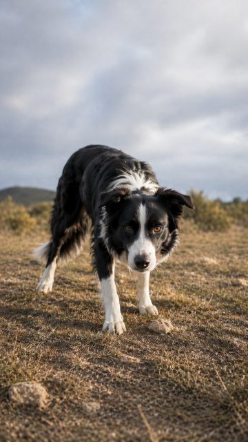 Border Collie Intense Eye Contact in Natural Field Setting Wallpaper