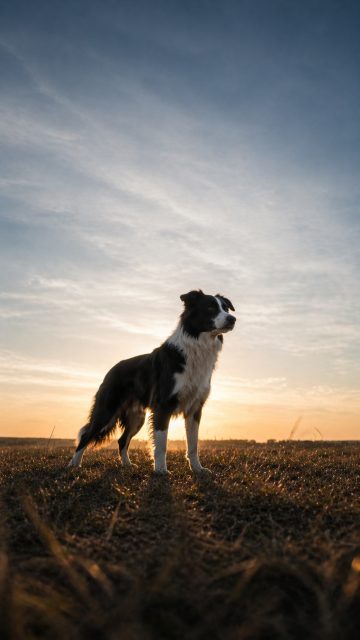 Border Collie Standing in Field at Sunrise with Backlight Glow Wallpaper