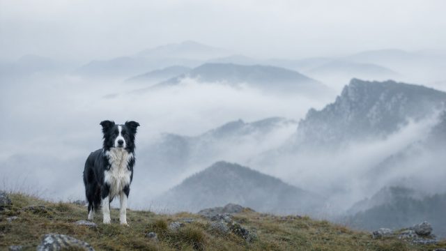 Border Collie on Foggy Mountain Ridge with Layered Mist Wallpaper
