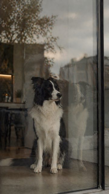Border Collie by Glass Door with Reflection Double Layer Effect Wallpaper