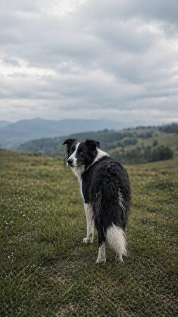 Border Collie Looking Back on Open Hillside Under Cloudy Sky Wallpaper