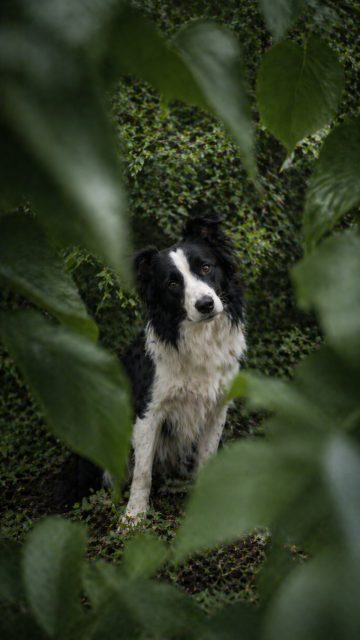 Border Collie Framed by Leaves in Natural Green Setting Wallpaper