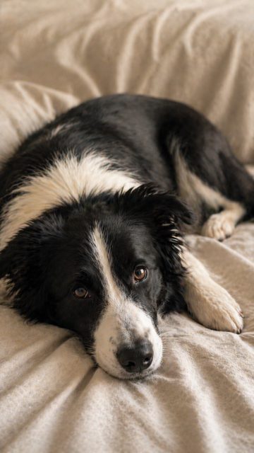 Border Collie Resting Close on Soft Linen Fabric Wallpaper