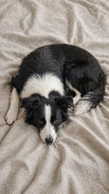 Border Collie Resting Curled on Linen from Top View Wallpaper