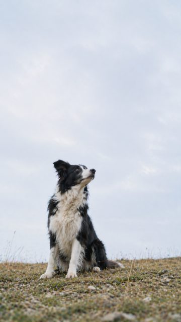 Border Collie Sitting and Looking Up Against Minimal Sky Wallpaper