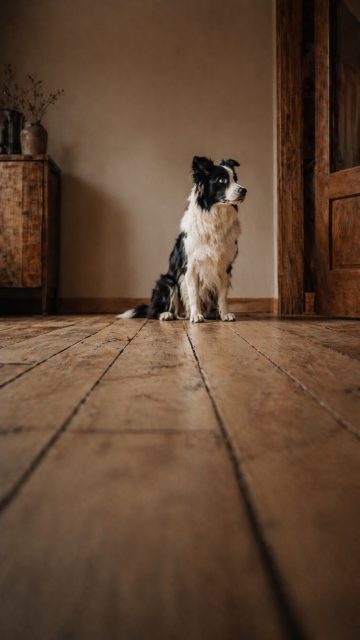 Border Collie in Low Angle Interior with Deep Wooden Floor Perspective Wallpaper