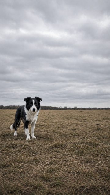 Border Collie Standing Alone in Overcast Field Wallpaper