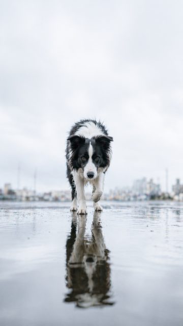 Border Collie Walking Toward Camera with Puddle Reflection Wallpaper