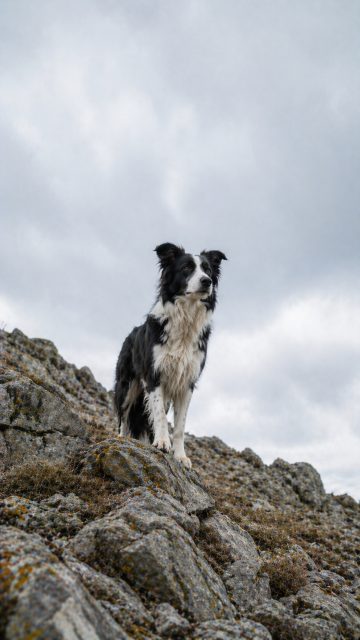 Border Collie Standing on Uneven Rocky Terrain with Strong Stance Wallpaper