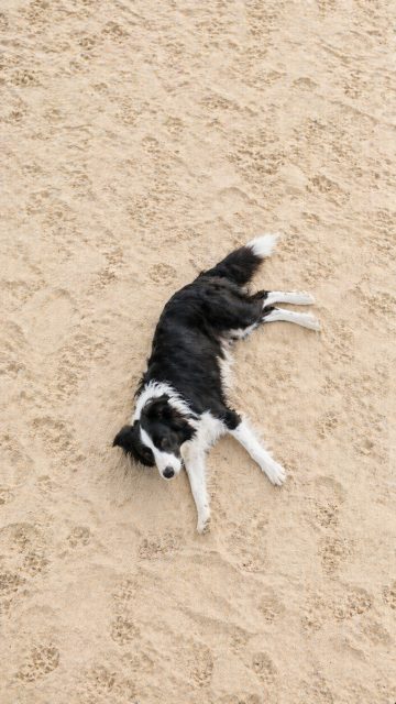 Border Collie Lying on Sand from Overhead View Wallpaper