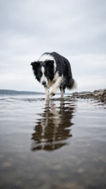 Border Collie Walking Through Shallow Shoreline with Reflection Wallpaper