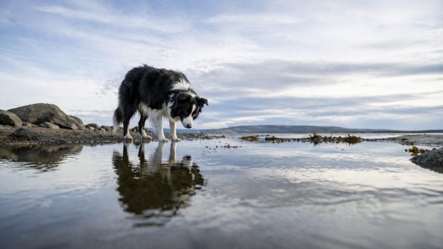 Border Collie by Shoreline with Reflection on Calm Water Wallpaper