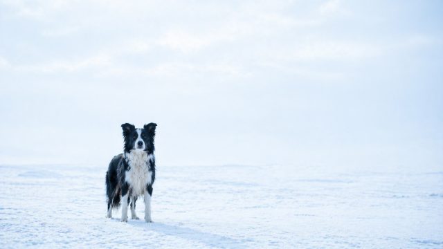Border Collie in Vast Snow Field with Minimal Negative Space Wallpaper