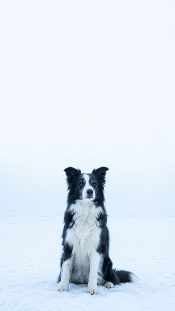 Border Collie Sitting Alone in Minimal Snow Landscape Wallpaper